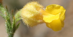 Hermannia stipulacea
