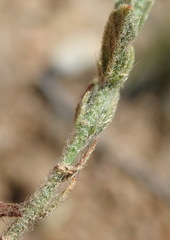 Hermannia stipulacea