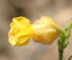 Hermannia stipulacea