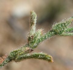 Hermannia stipulacea