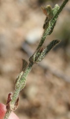 Hermannia stipulacea