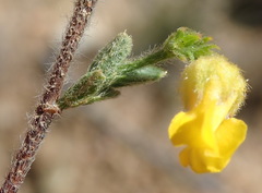 Hermannia stipulacea