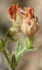Hermannia stipulacea