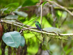 Urosticte benjamini