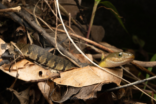 Mountain Water Snake