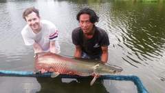 Arapaima gigas