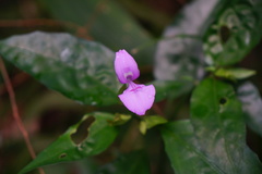 Dicliptera tinctoria