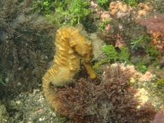 Hippocampus ingens