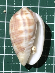 Pterygia dactylus