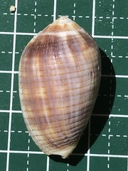 Pterygia dactylus