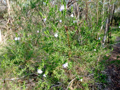 Prostanthera behriana