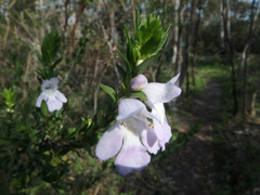 Prostanthera behriana