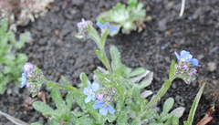 Eritrichium sericeum