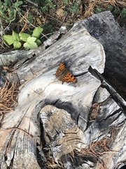 Polygonia c-album