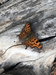 Polygonia c-album