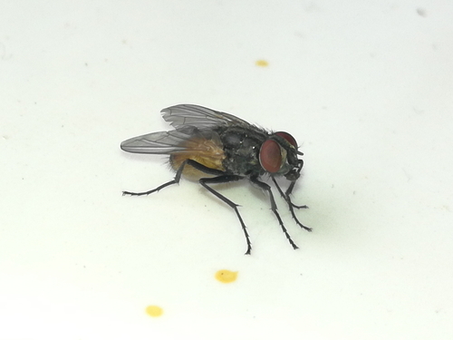 Kućna muha (Musca domestica)