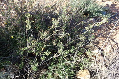 Hermannia stipulacea