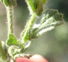 Hermannia stipulacea