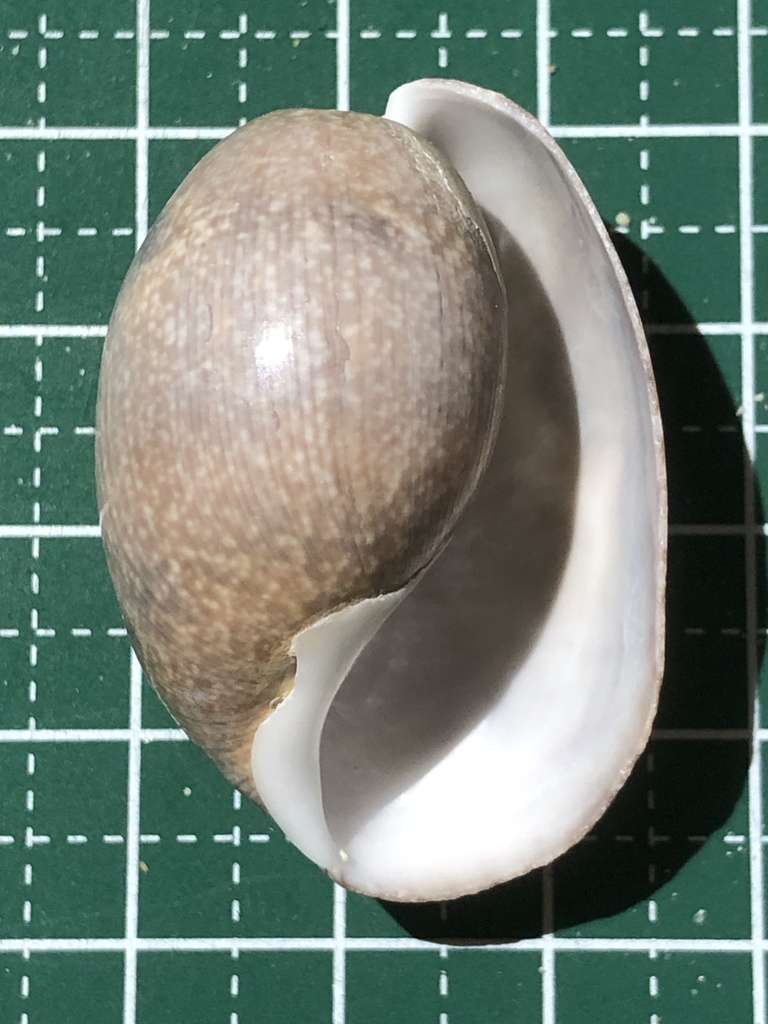 Bulla vernicosa