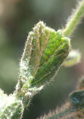 Hermannia stipulacea