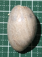 Bulla vernicosa