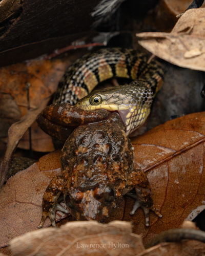 Mountain Water Snake