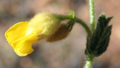 Hermannia stipulacea