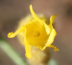 Hermannia stipulacea
