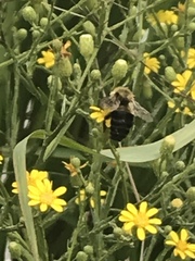 Bombus impatiens image
