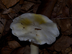 Tricholoma columbetta