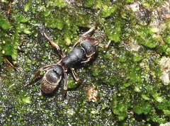 Pseudoneoponera rufipes