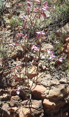Polygala microlopha microlopha