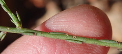 Polygala microlopha microlopha