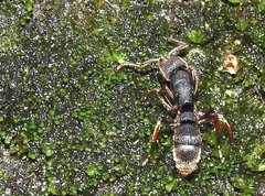 Pseudoneoponera rufipes