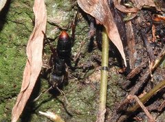 Pseudoneoponera rufipes