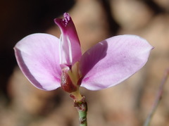Polygala microlopha microlopha