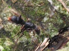 Pseudoneoponera rufipes