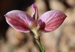 Polygala microlopha microlopha