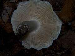 Tricholoma columbetta