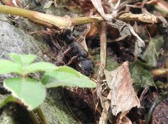 Pseudoneoponera rufipes