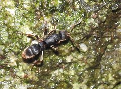 Pseudoneoponera rufipes