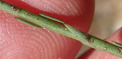 Polygala microlopha microlopha