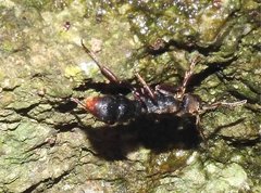 Pseudoneoponera rufipes