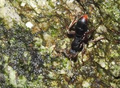 Pseudoneoponera rufipes