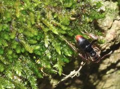 Pseudoneoponera rufipes