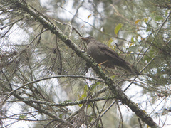 Turdus serranus