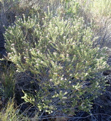 Phylica purpurea pearsonii