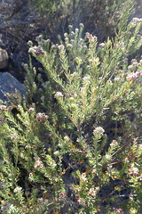 Phylica purpurea pearsonii