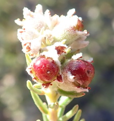 Phylica purpurea pearsonii