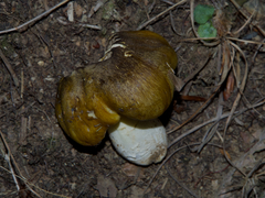 Tricholoma sejunctum